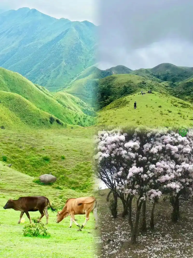 广东旅游周边徒步 阳春鸡笼顶.位置:导航"阳春市双窖镇韭菜地 - 抖音