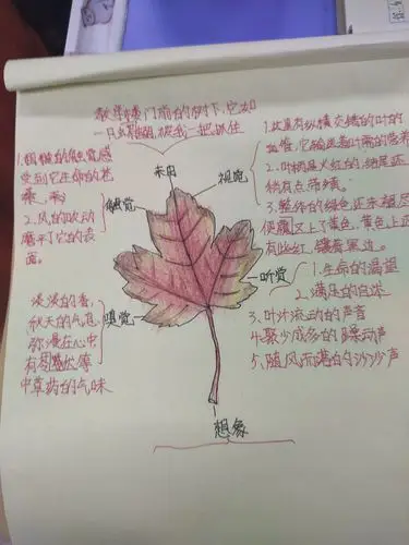 仔细观察,然后画出思维导图