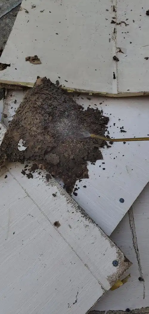 9月4号海棠湾理文索菲特酒店白蚁检查报告.