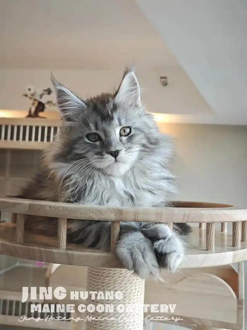 缅因猫的眼睛会勾人!不信你瞅瞅看看!小银虎子马上三个月啦,风 - 抖音