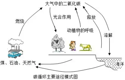 自然界中的碳循环