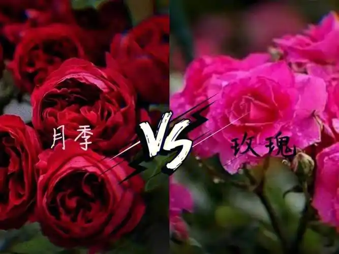 月季与玫瑰同源之花的区别