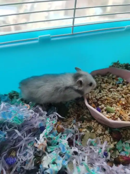 可可爱爱纯银长毛金丝熊免费领养