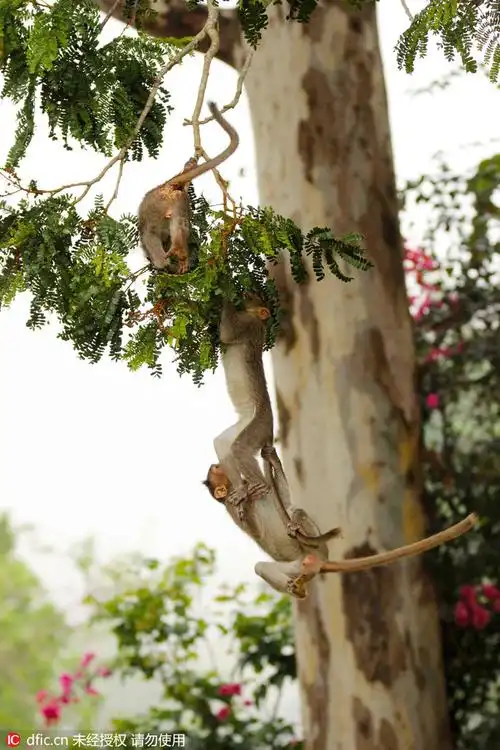 印度小猴树枝上荡秋千 表演"猴子捞月"_高清图集_新浪网