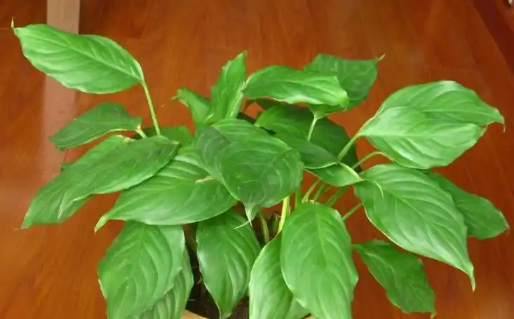 广东万年青的养殖方法 广东万年青,是一种常见的室内观叶植物,因其