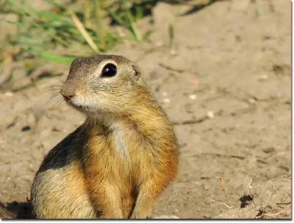 草原上的黄兔尾鼠