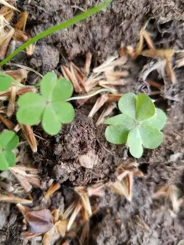 这是不是幸运会传染呢