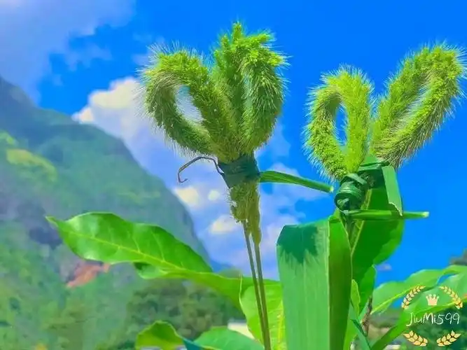 暗恋是谁的花语(象征暗恋的花语是什么花)