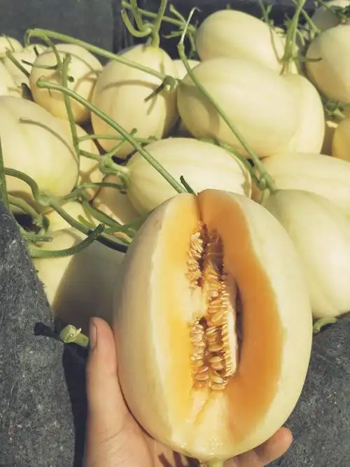 东方蜜甜瓜 东方蜜一号甜瓜/红瓤又脆又甜/供应充足/产地直发/一件