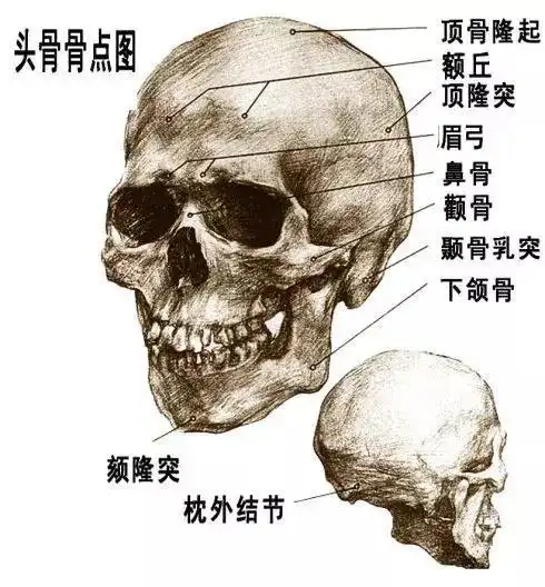 素描人物头像时怎样表现皮肤质感
