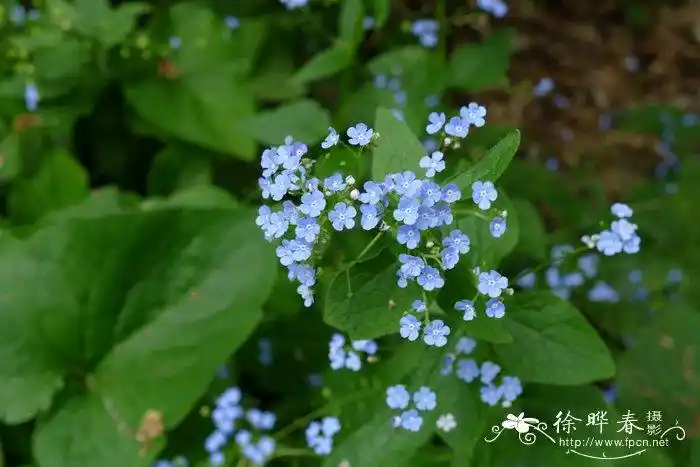 大叶蓝珠草brunneramacrophylla