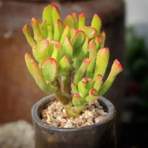 吸财树筒叶花月多年老桩大颗马蹄红多肉植物办公室组合盆栽萌肉