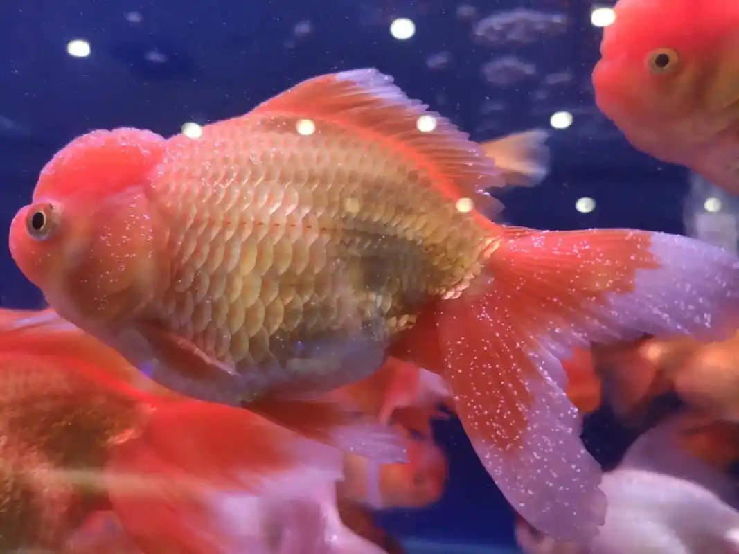 观赏鱼白点病,象针尖似的小白点,严重全身都是,白色鱼不易发现 - 抖音