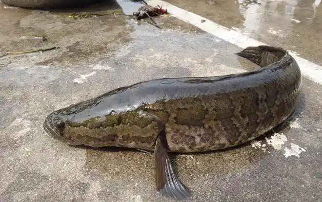 下河抓到野生黑鱼被城里人50元一斤买走