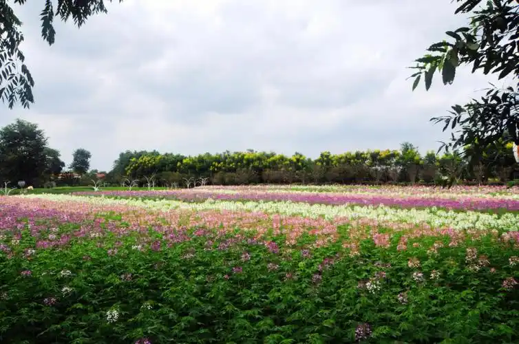 我家宝贝一直在城市生活,对这些植物与动物,也就是在电视里面看过.