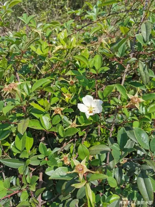 金樱子花一味不错的中药