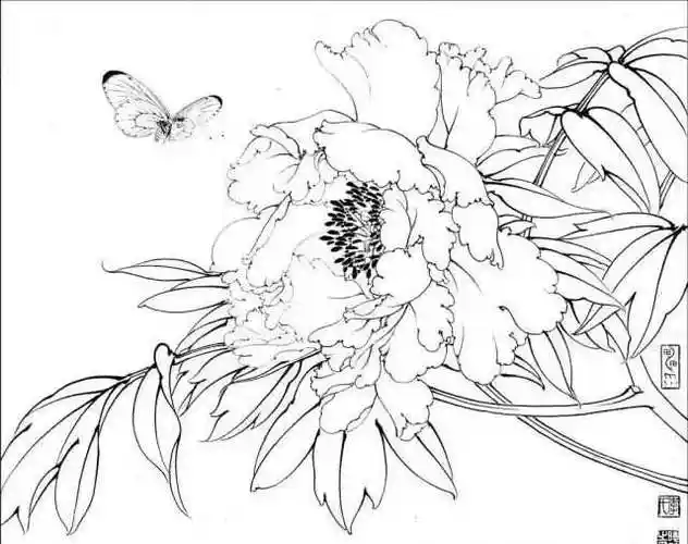 花鸟白描素材,喜欢的果断收藏!