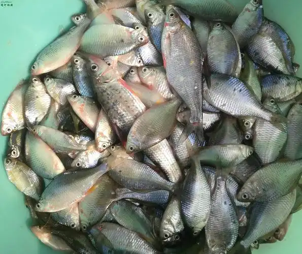 长期出售葫芦子鱼鳑鲏鱼批发葫芦子鱼批发价格