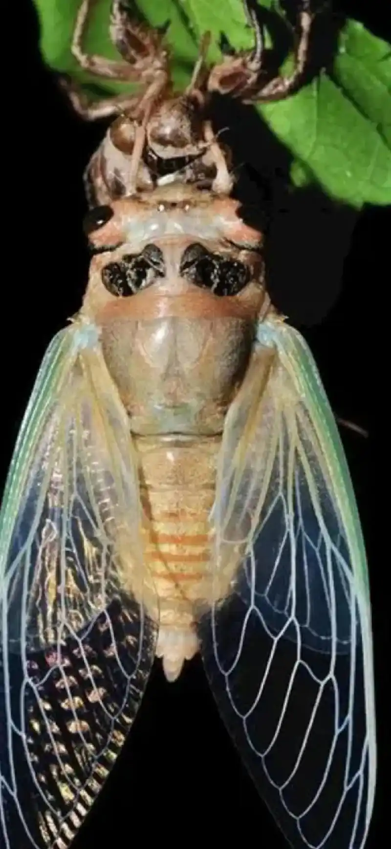 蝉,通常称"知了",因与佛家用语中"禅"的音相同,而被寓意为 - 抖音