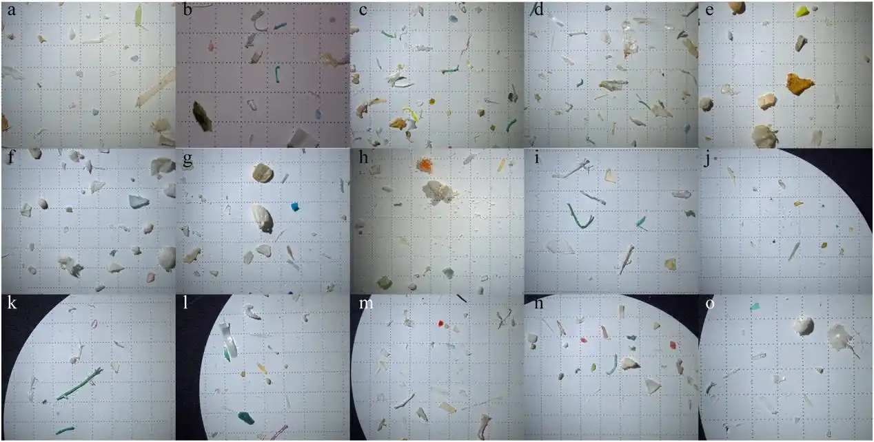 全程在各个样点采集到的微塑料样品在显微镜下的照片(图片来自于xiong