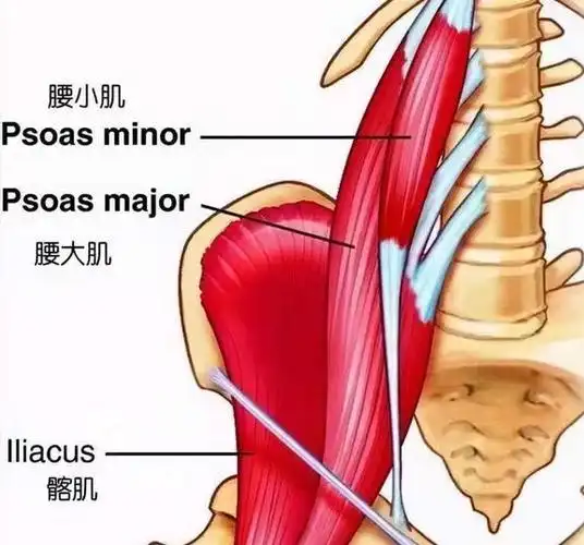 网易首页>网易号>正文申请入驻> 髂腰肌的紧张会导致骨盆的前倾,主动
