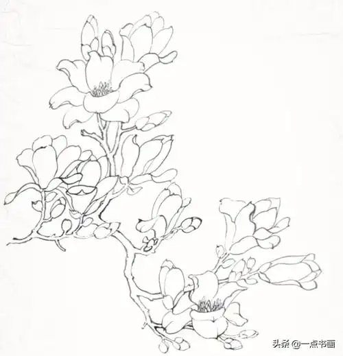 白描玉兰花与桃花画法简单易上手