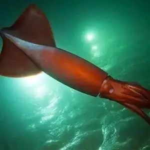 美洲大赤鱿 又叫洪堡鱿鱼,巨型鱿鱼