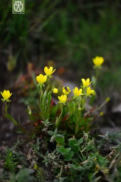山羊臭虎耳草(saxifraga hirculus) (16).