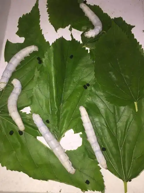 终于我的蚕宝宝已经长到4龄蚕了