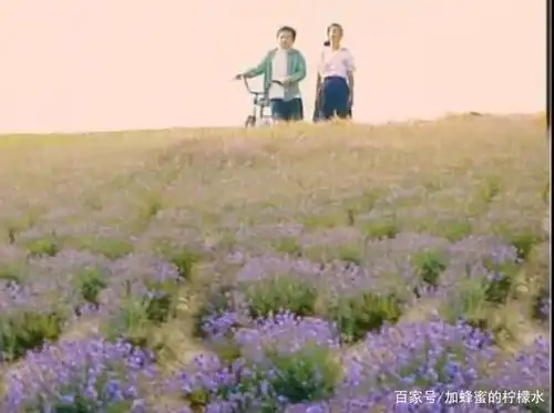 《薰衣草》剧照