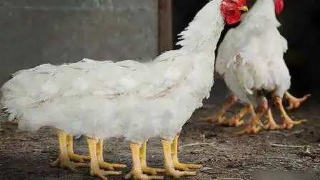 难道真有6条腿,4个翅膀的"激素鸡?