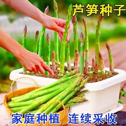 芦笋种子芦笋种籽室内阳台四季盆栽菜种籽庭院种植菜籽蔬菜种子孑