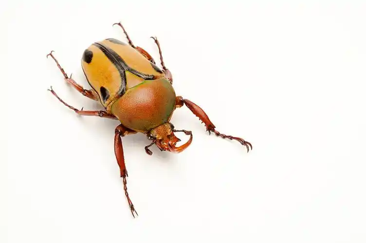 金龟子甲虫昆虫鞘翅目花金龟白条绿花金龟