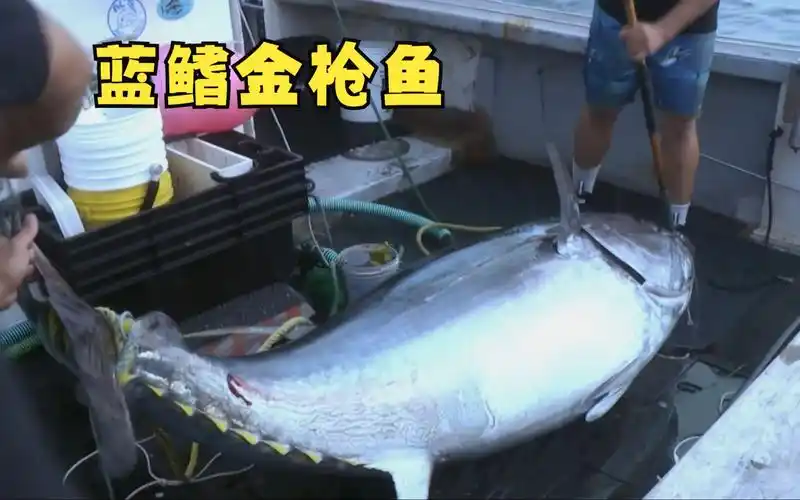 价值两万五千美元的蓝鳍金枪鱼,体重就已经达到了一千磅