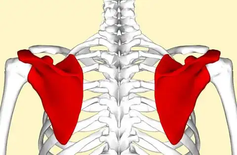 蝴蝶骨是什么样子的图片 具体在什么位置?