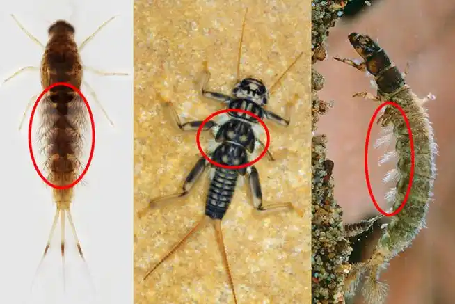 ept昆虫幼体在水下呼吸的法宝——气管鳃丨左蜉蝣,中石蝇,右石蛾(图片