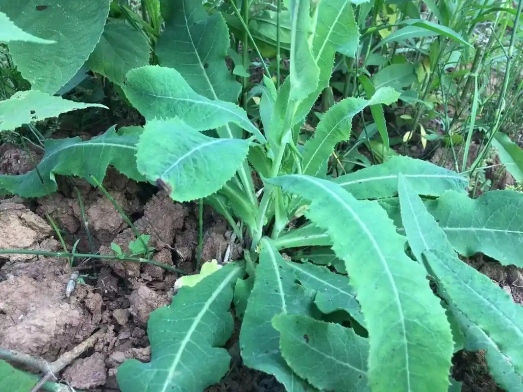 这个野菜你吃过吗?