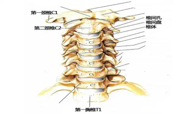 颈椎是头连接躯体(胸椎)的重要解剖结构,它既要有足够的稳定性来支撑