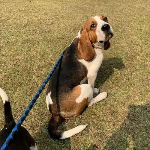 寻狗启事 南宁市西乡塘区江北二桥河堤附近丢失比格犬一只