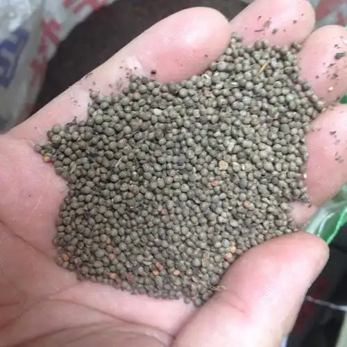 【龙飞种业】 紫苏种子 中药材种子 苏子种子 批发麦芽菜种子药食两用