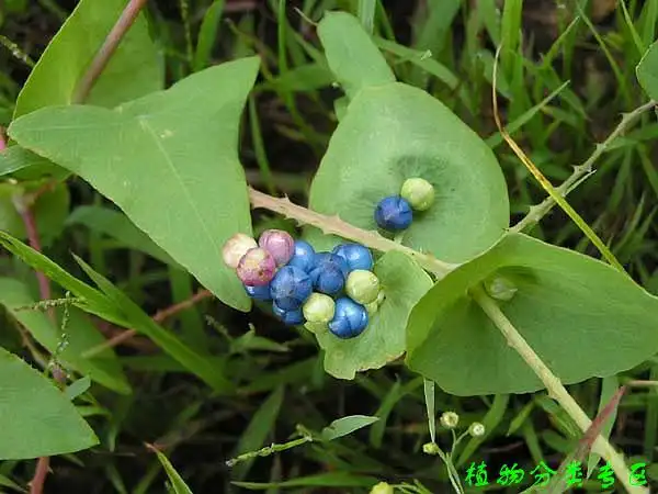 向ta提问私信ta  展开全部 你好 你说的是杠板归吧,请看图片: 12 2 已