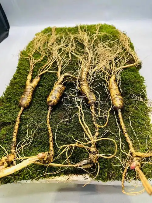 30年精品林下参芦长皮老纹深