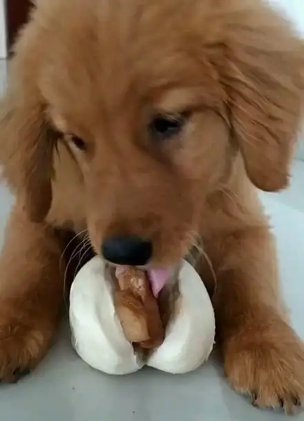 喜欢吃馒头的小金毛