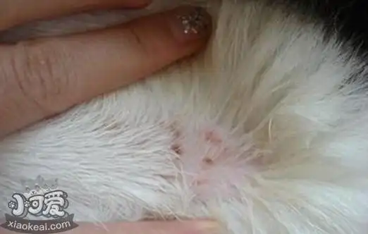 猫体外有什么寄生虫 体外寄生虫的种类