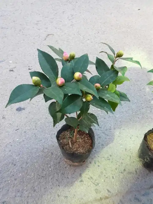 2018新品烈香茶花盆栽山茶花树苗粉色香茶花四季常青绿植花卉带有花苞