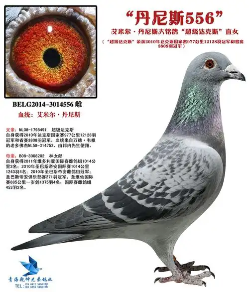 艾米尔·丹尼斯大铭鸽"超级达克斯"直子