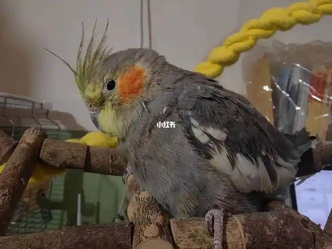 求帮看看原始灰公母