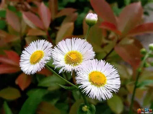 自拍的花卉——飞蓬