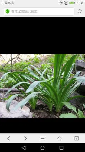 这是石蒜  本回答由提问者推荐 评论 0 0