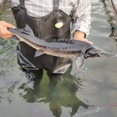 45斤1条水产鲜活鲟鱼龙鱼软骨活鱼现杀保证食材淡水鱼类